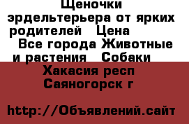 Щеночки эрдельтерьера от ярких родителей › Цена ­ 25 000 - Все города Животные и растения » Собаки   . Хакасия респ.,Саяногорск г.